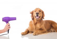 purple hair dryer being pointed at golden retriever dog