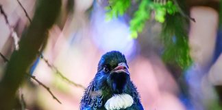 Photograph of a Tui, a Tui is a native New Zealand bird that has a blue black plumage with a large white wattle on its throat is is an example of the varied wildlife found in New Zealand