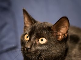 Tinker the black pet cat on a blue sheet background