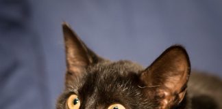 Tinker the black pet cat on a blue sheet background