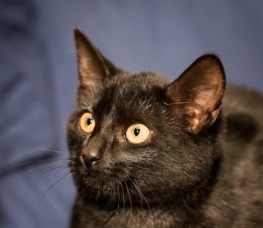 Tinker the black pet cat on a blue sheet background