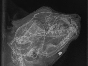 Xray of a cat head