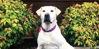 Photograph of Welcome Bay Vet Clinic patient and advocate, Amber a Labrador