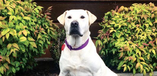 Photograph of Welcome Bay Vet Clinic patient and advocate, Amber a Labrador