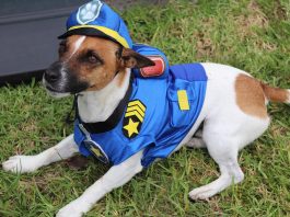 Council’s Top Dog Alfie has his costume all ready for Doggy Day Out in April.