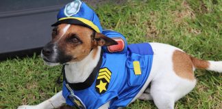 Council’s Top Dog Alfie has his costume all ready for Doggy Day Out in April.