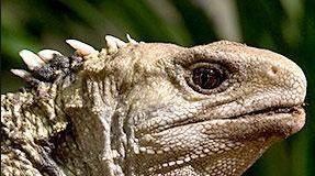 Closeup Photograph of the head of a Tuatara sitting on a rock a tuatara is a lizard indigenous to New Zealand