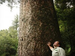 A photograph of a person standing next to a Kauri tree