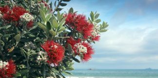 Pohutukawa tree red flowers on sandy beach in Mount Maunganui, New Zealand