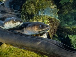 a photograph of New Zealand long finned eels