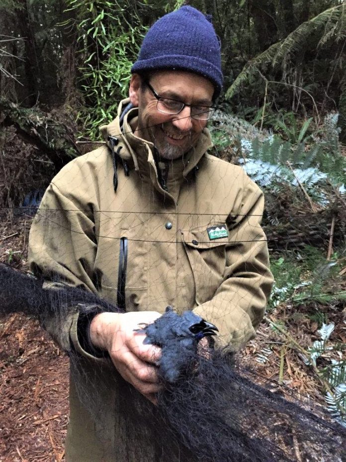 Western Bay of Plenty District Council Community relations Advisor Glenn Ayo captures a kōkako for banding and relocation to Ōtanewainuku Forest in Oropi.