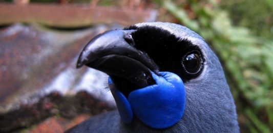 Karanga Manu – The Call Of The Bird kokako