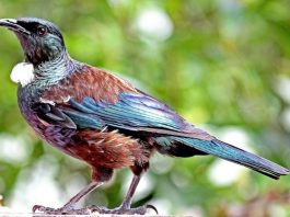 Tui in our Backyard tui