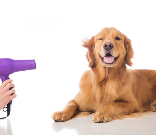 purple hair dryer being pointed at golden retriever dog