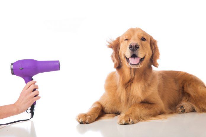 purple hair dryer being pointed at golden retriever dog