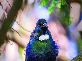 Photograph of a Tui, a Tui is a native New Zealand bird that has a blue black plumage with a large white wattle on its throat is is an example of the varied wildlife found in New Zealand