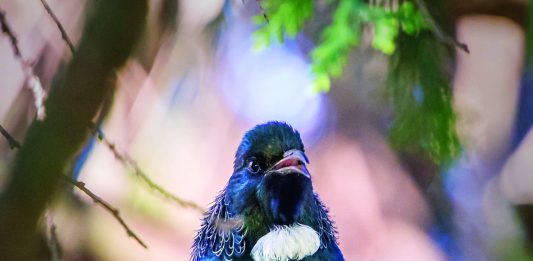 Cats and Wildlife Photograph of a Tui, a Tui is a native New Zealand bird that has a blue black plumage with a large white wattle on its throat is is an example of the varied wildlife found in New Zealand