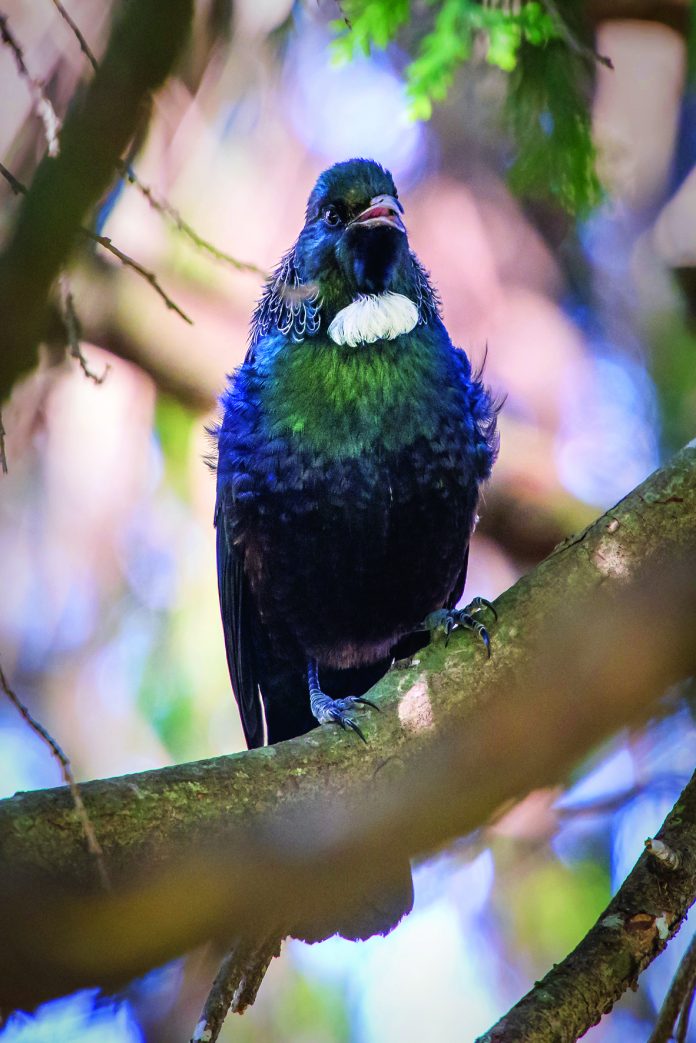 Photograph of a Tui, a Tui is a native New Zealand bird that has a blue black plumage with a large white wattle on its throat is is an example of the varied wildlife found in New Zealand