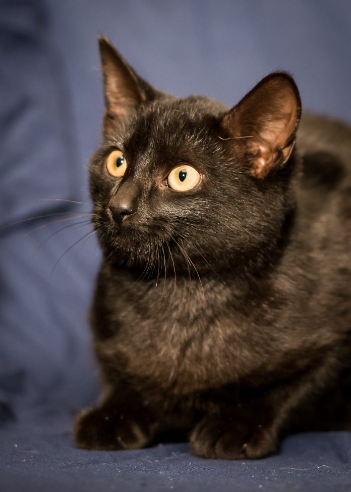 Tinker the black pet cat on a blue sheet background