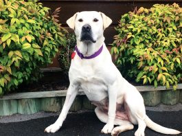 Photograph of Welcome Bay Vet Clinic patient and advocate, Amber a Labrador