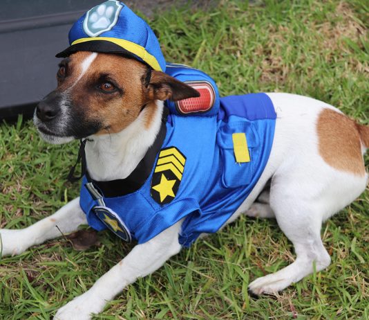 Council’s Top Dog Alfie has his costume all ready for Doggy Day Out in April.