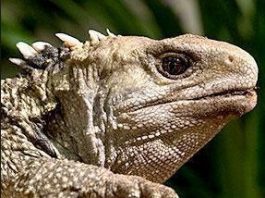 Closeup Photograph of the head of a Tuatara sitting on a rock a tuatara is a lizard indigenous to New Zealand