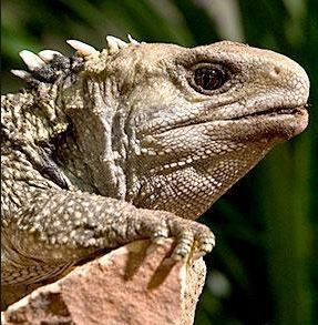 Closeup Photograph of the head of a Tuatara sitting on a rock a tuatara is a lizard indigenous to New Zealand