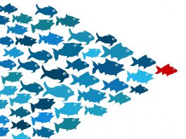picture of a school of blue fish following a red fish