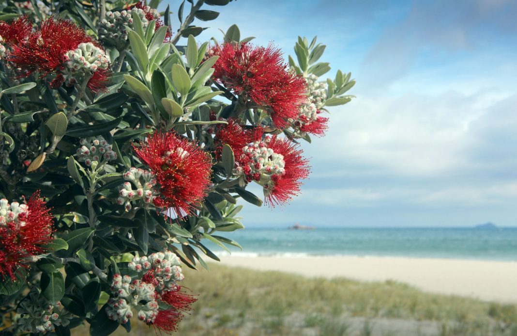 Pohutukawa tree red flowers on sandy beach in Mount Maunganui, New Zealand