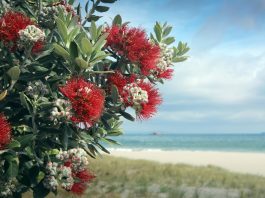 Pohutukawa tree red flowers on sandy beach in Mount Maunganui, New Zealand