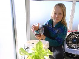 a picture of lush plants on a window sill