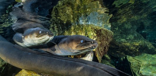 a photograph of New Zealand long finned eels