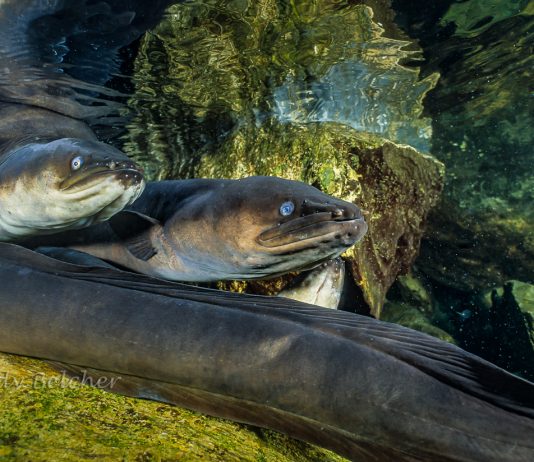 a photograph of New Zealand long finned eels