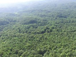 Waiata, waka and hinaki for our Kaituna – 30 Sept, 10 am to 2 pm New Zealand bush from the air