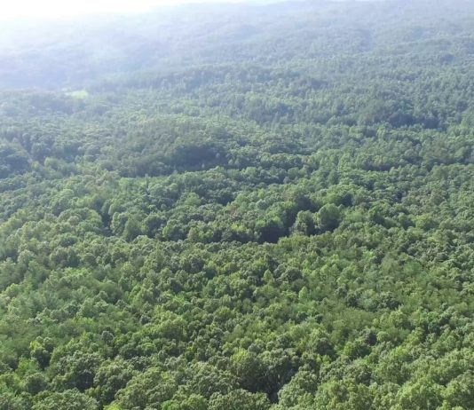 New Zealand bush from the air