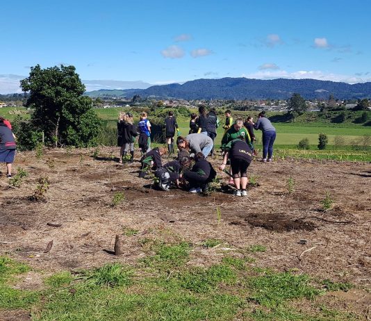 Te Puke school students lend a hand to clear the Te Kahika Pā site at Makahae Marae. Photo: Rangitawhai Rahiri