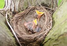baby birds spring