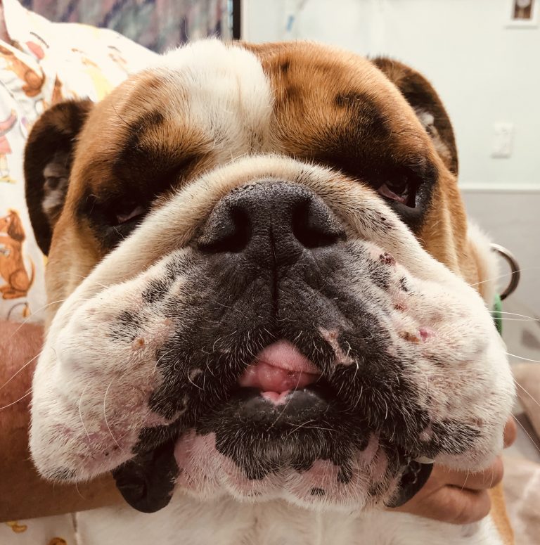 A Christmas Working Bee