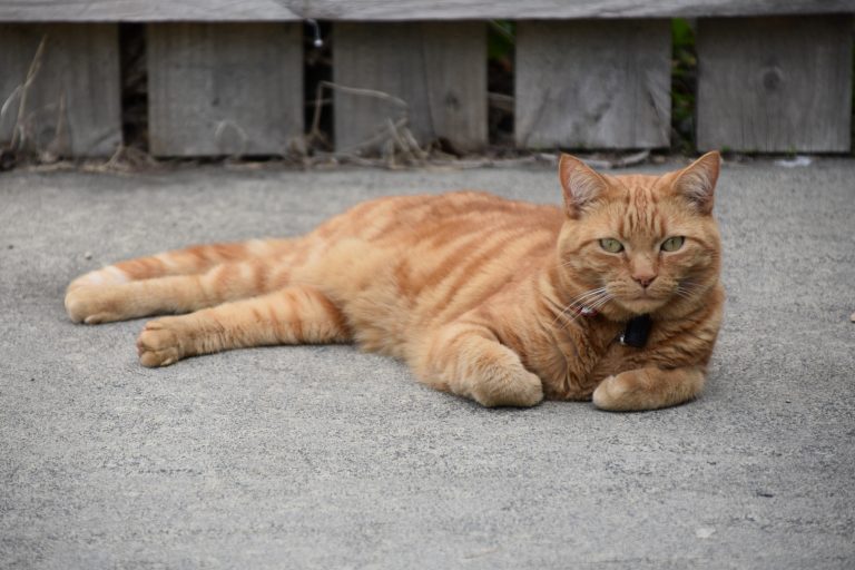 Charlie’s Lucky Escape