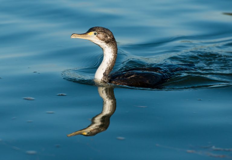 Don’t Snag the Shags!